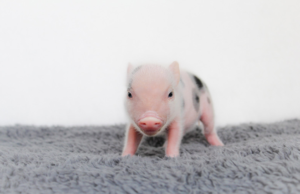 baby gray 5 — Noble Mini Pigs