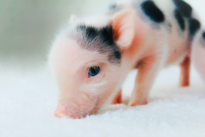 blue eyed baby — Noble Mini Pigs
