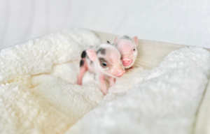 home babies — Noble Mini Pigs