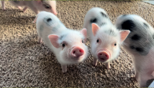 Noble Mini Pigs customer testimonial