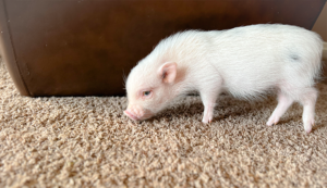 Noble Mini Pigs customer testimonial