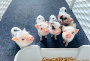 group piglets
