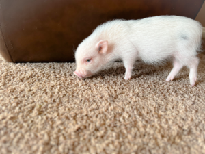 Juliana mini piglet at Noble Mini Pigs