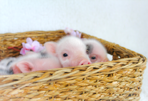 Babies basket — Noble Mini Pigs