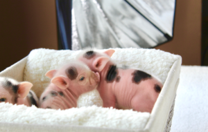 babies photo — Noble Mini Pigs