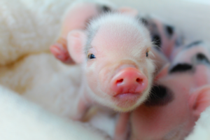 upcoming Juliana mini pig litter — Noble Mini Pigs