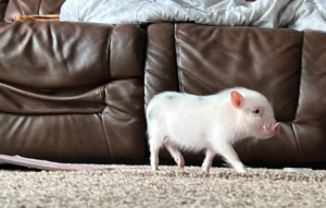 baby walking — Noble Mini Pigs