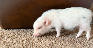 couch baby — Noble Mini Pigs