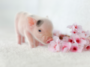 flower girl — Noble Mini Pigs