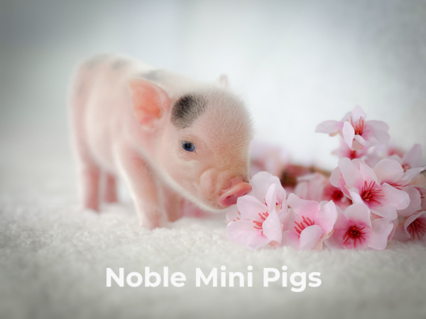 Mini Piglet Waiting List Deposit