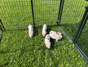 outside babies — Noble Mini Pigs