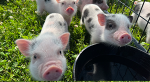 outside babies2 — Noble Mini Pigs
