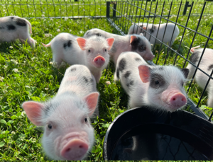 outside babies2 — Noble Mini Pigs