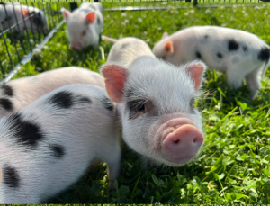 outside babies3 — Noble Mini Pigs