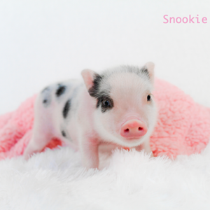 Noble Mini Pigs — Juliana mini piglet