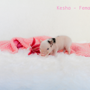 Noble Mini Pigs — Juliana mini piglet