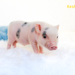 Noble Mini Pigs — Juliana mini piglet