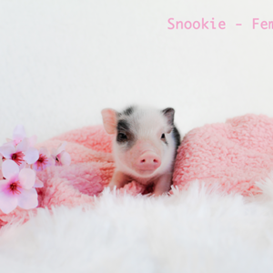 Noble Mini Pigs — Juliana mini piglet