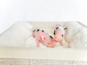 3ABBD1FA 90C6 4644 810F 237EBB24EBBC scaled — Noble Mini Pigs