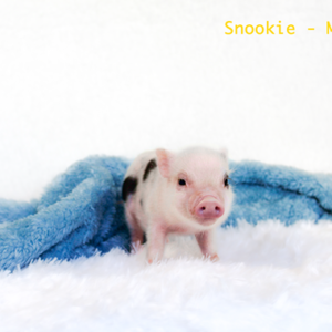 Noble Mini Pigs — Juliana mini piglet