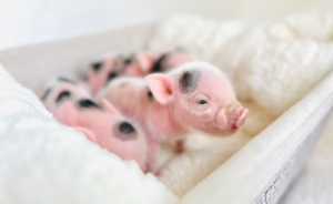 pigs in basket e1717702525584
