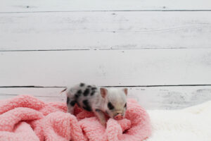 Noble Mini Pigs — Juliana mini piglet