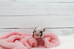 Adorable Juliana mini piglet — Noble Mini Pigs