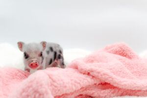 Noble Mini Pigs — Juliana mini piglet