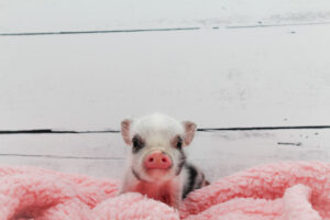 Noble Mini Pigs — Juliana mini piglet