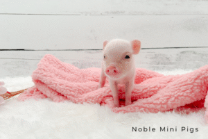 previously sold Juliana mini piglet — Noble Mini Pigs