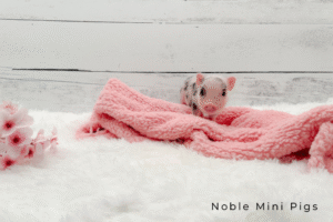Noble Mini Pigs — Juliana mini piglet