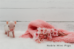 Noble Mini Pigs — Juliana mini piglet