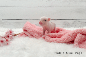 Noble Mini Pigs — Juliana mini piglet