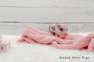 Noble Mini Pigs — Juliana mini piglet