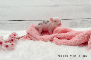 Noble Mini Pigs — Juliana mini piglet