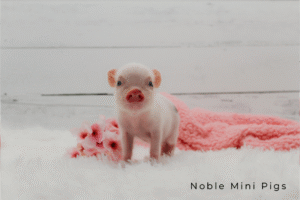 Noble Mini Pigs — Juliana mini piglet