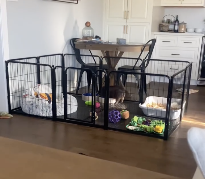 preparing for a new mini piglet — Noble Mini Pigs