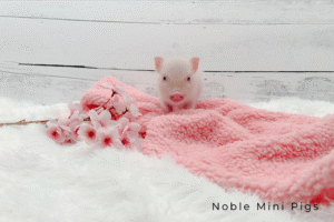 Noble Mini Pigs — Juliana mini piglet