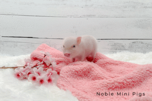 Noble Mini Pigs — Juliana mini piglet