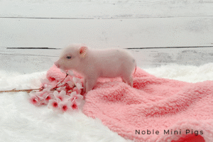 Noble Mini Pigs — Juliana mini piglet