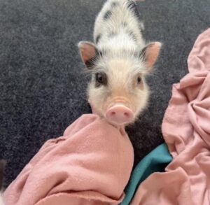 They’re truly the best! — Noble Mini Pigs