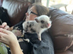 Noble Mini Pigs — Juliana mini piglet
