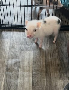 Noble Mini Pigs — Juliana mini piglet