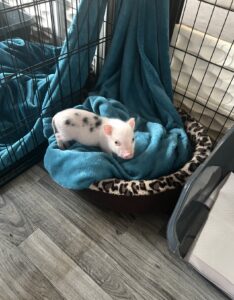 Noble Mini Pigs — Juliana mini piglet