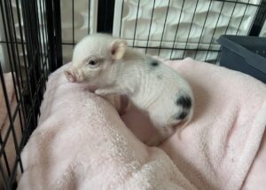 Noble Mini Pigs — Juliana mini piglet