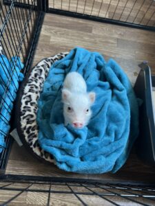 Noble Mini Pigs — Juliana mini piglet