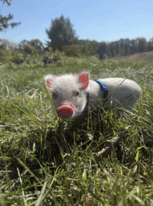 Noble Mini Pigs — Juliana mini piglet