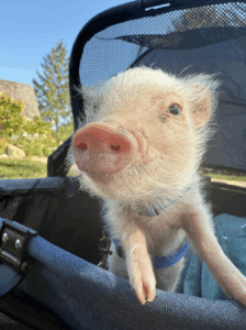 Noble Mini Pigs — Juliana mini piglet