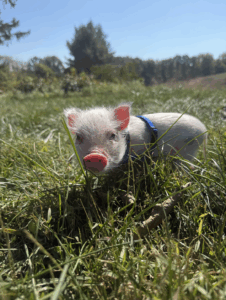 Noble Mini Pigs — Juliana mini piglet
