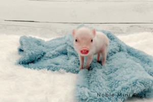 Noble Mini Pigs — Juliana mini piglet